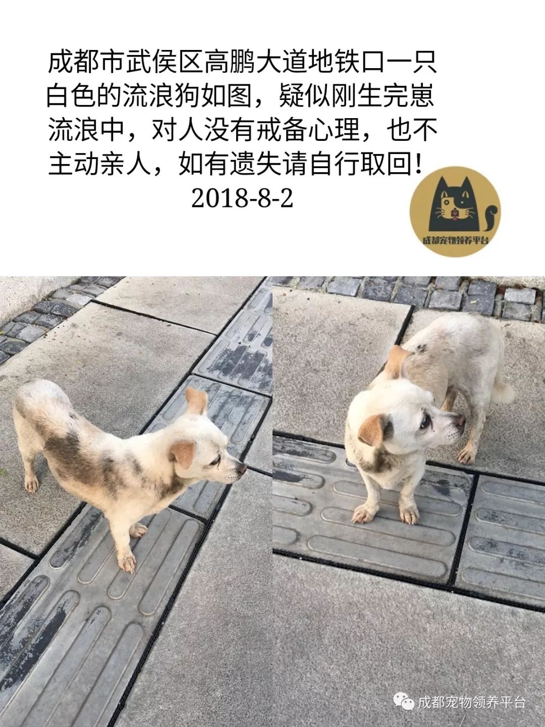 成都寻狗启事，寻找失散已久的心爱宠物犬