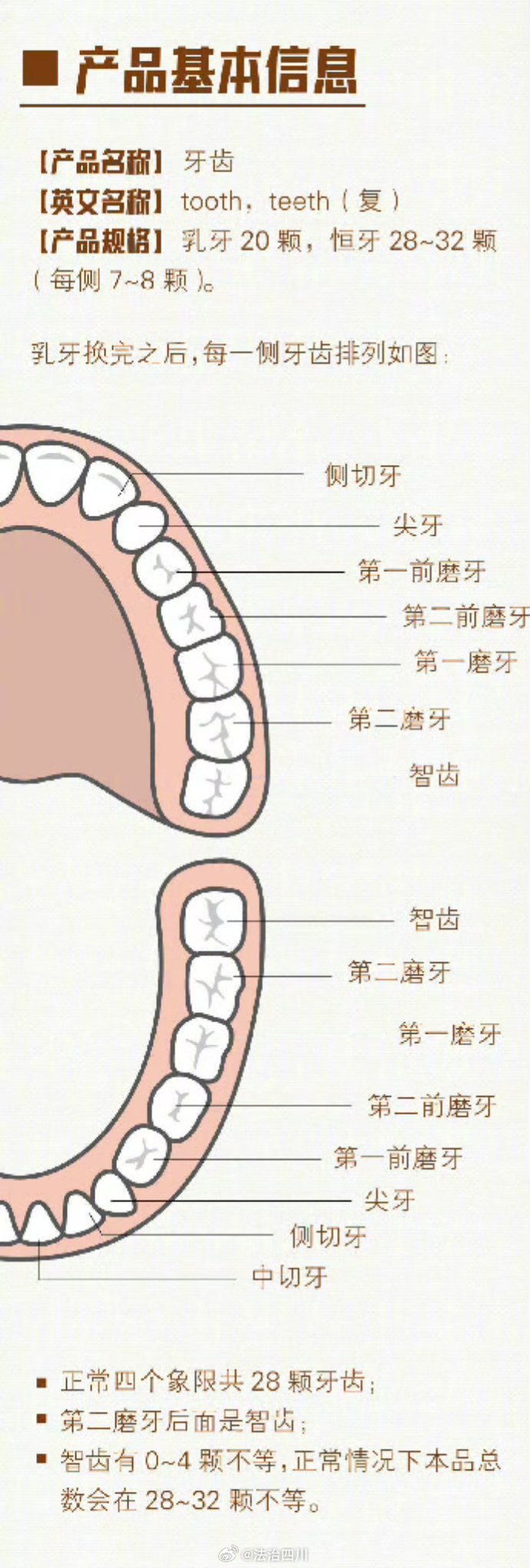 揭秘牙齿世界，探寻哪颗牙齿最新之奥秘