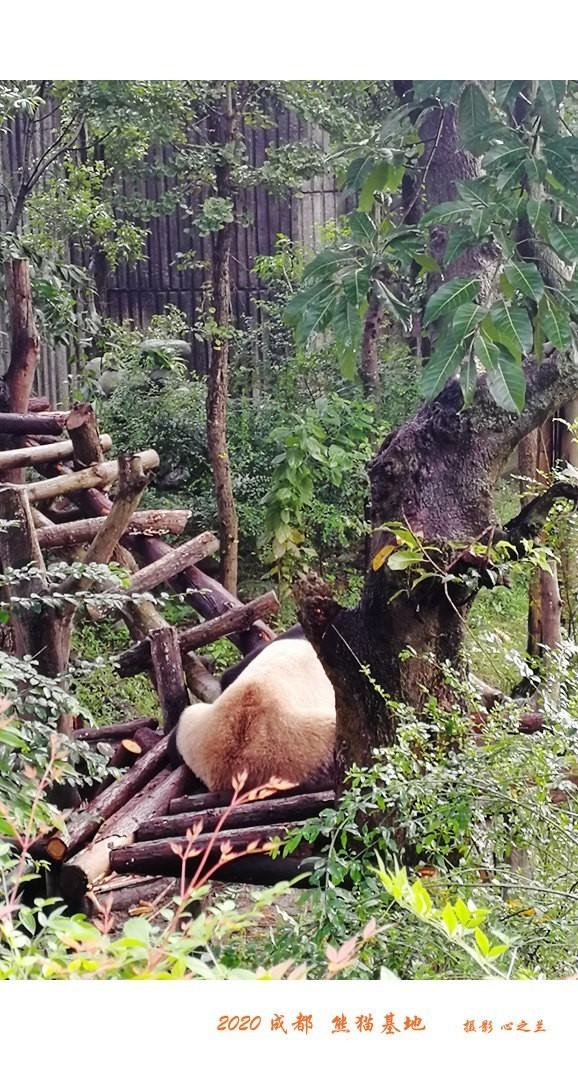 熊猫基地最新动态，推动保护与研究，展现大熊猫独特魅力